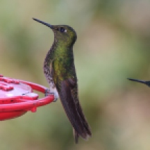 Colibris (hummingbirds) of the Cocora Valley