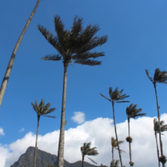 Wax Palms, Colombia's national tree, of the Cocora Valley